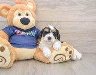 9 week old Cavapoo Puppy For Sale - Pilesgrove Pups