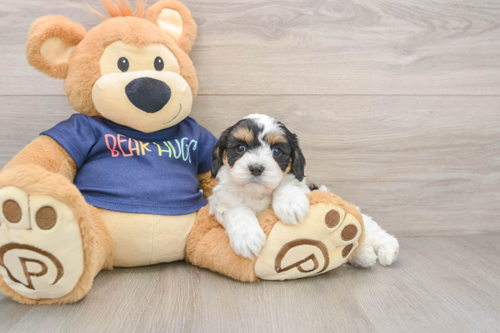 Cavapoo Puppy for Adoption