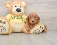 8 week old Cavapoo Puppy For Sale - Pilesgrove Pups