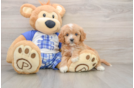 Best Cavapoo Baby