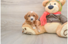 Cavapoo Pup Being Cute
