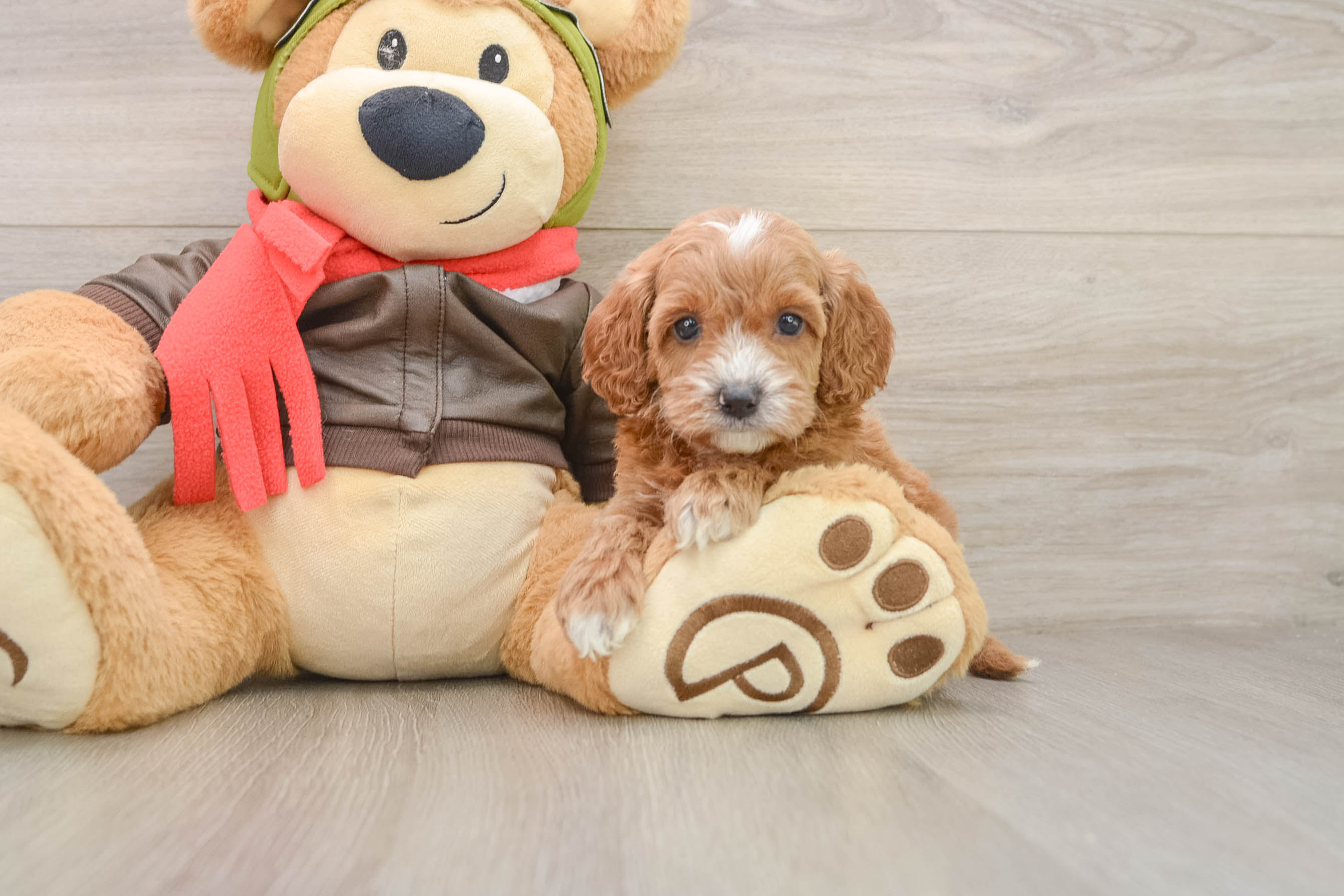 Cavapoo Puppy for Adoption