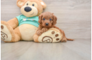 Cavapoo Pup Being Cute