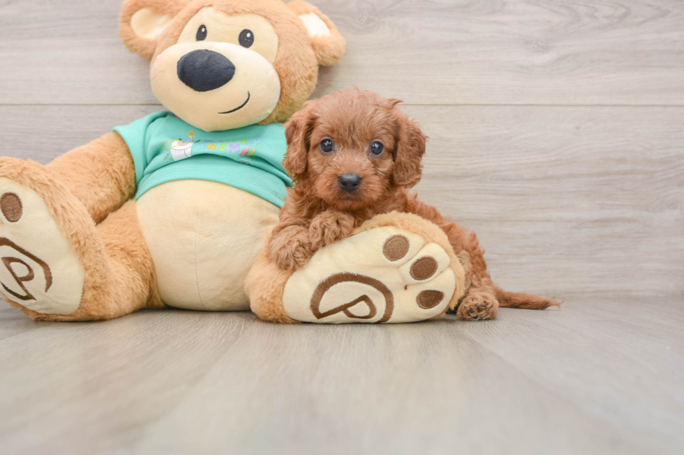 Cavapoo Pup Being Cute