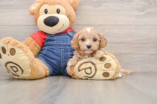 Funny Cavapoo Poodle Mix Pup