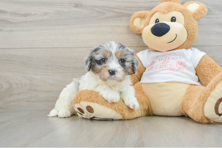 Little Cavipoo Poodle Mix Puppy