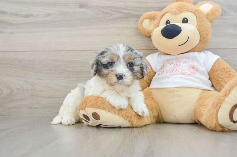 Little Cavipoo Poodle Mix Puppy