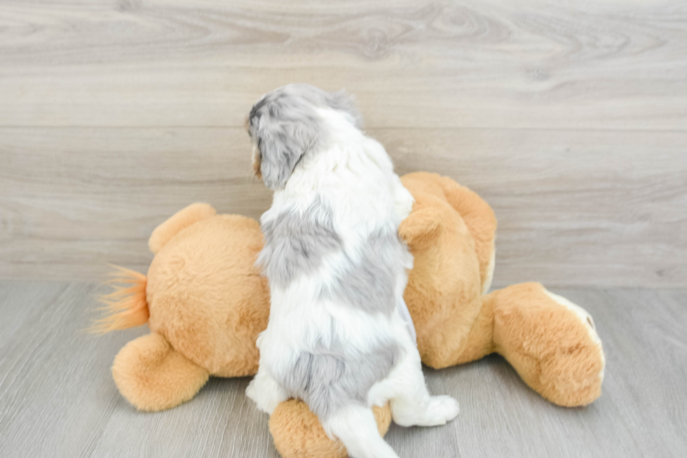 Cavapoo Pup Being Cute