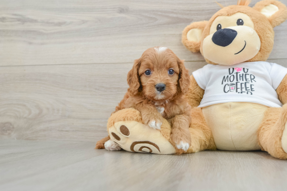 Cavapoo Pup Being Cute