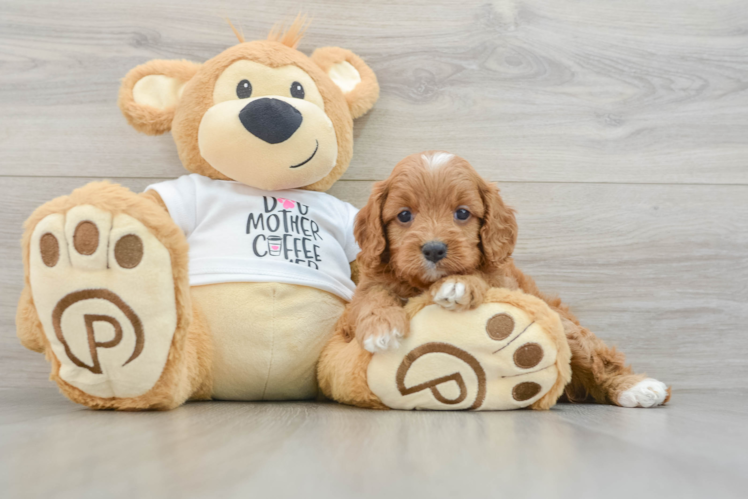 Cavapoo Pup Being Cute