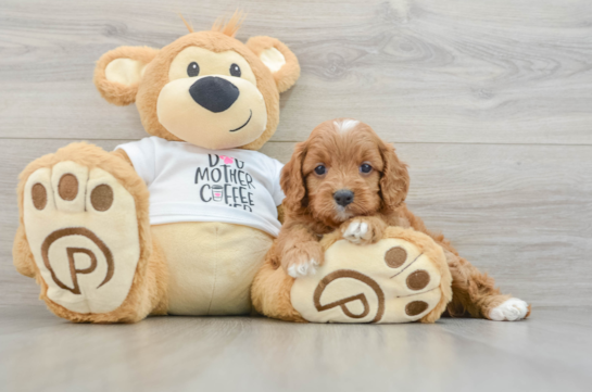 Cavapoo Pup Being Cute