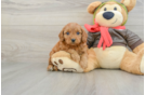 Sweet Cavapoo Baby