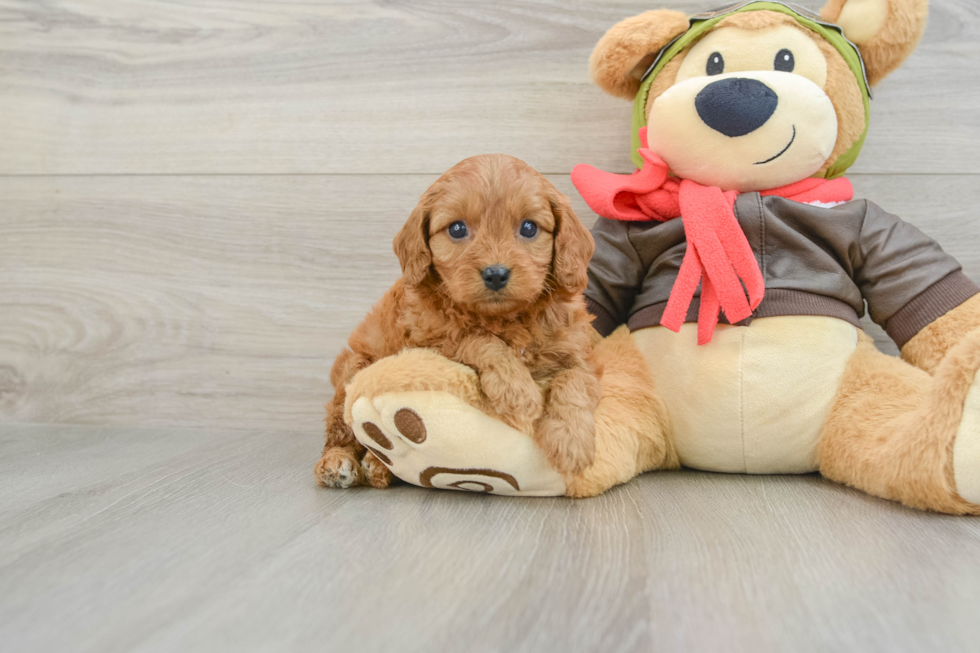 Sweet Cavapoo Baby