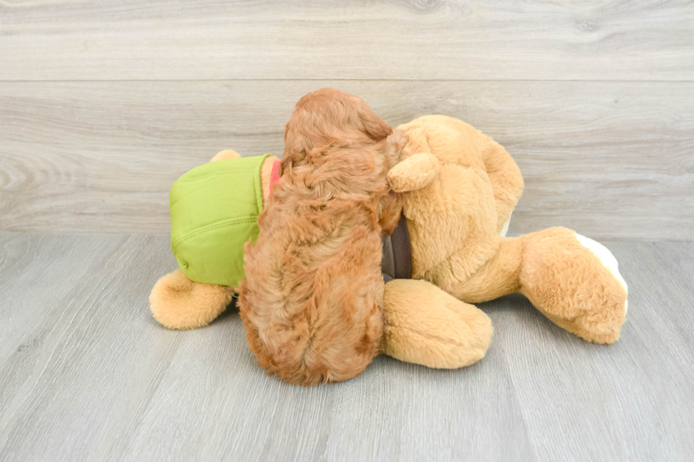 Cavapoo Puppy for Adoption