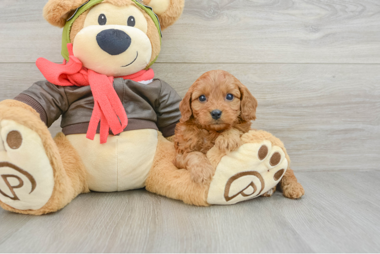 Energetic Cavoodle Poodle Mix Puppy