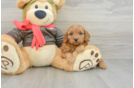 Energetic Cavoodle Poodle Mix Puppy