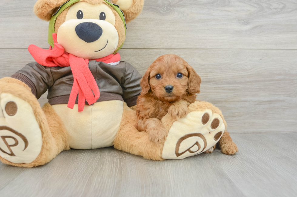 6 week old Cavapoo Puppy For Sale - Pilesgrove Pups