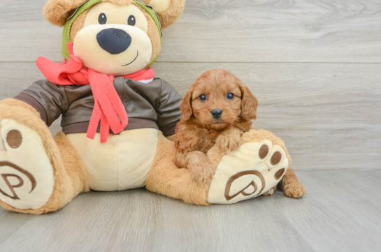 Energetic Cavoodle Poodle Mix Puppy