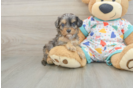 Adorable Cavalier King Charles Spaniel and Poodle Mix Poodle Mix Puppy