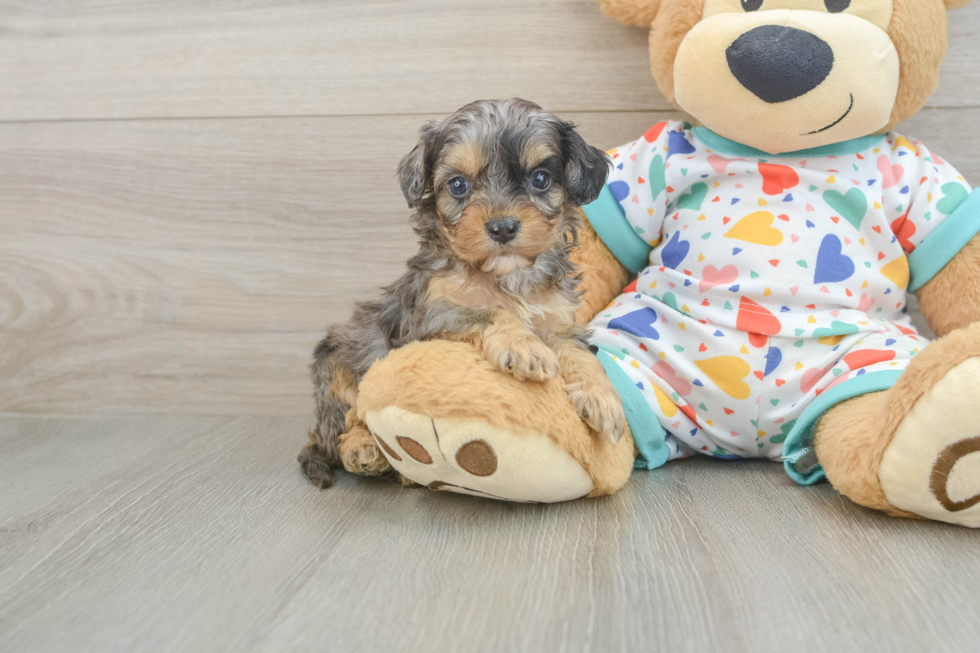 Adorable Cavalier King Charles Spaniel and Poodle Mix Poodle Mix Puppy
