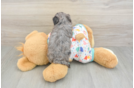 Sweet Cavapoo Baby