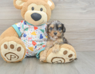 8 week old Cavapoo Puppy For Sale - Pilesgrove Pups