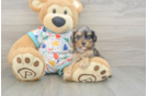 Cavapoo Pup Being Cute