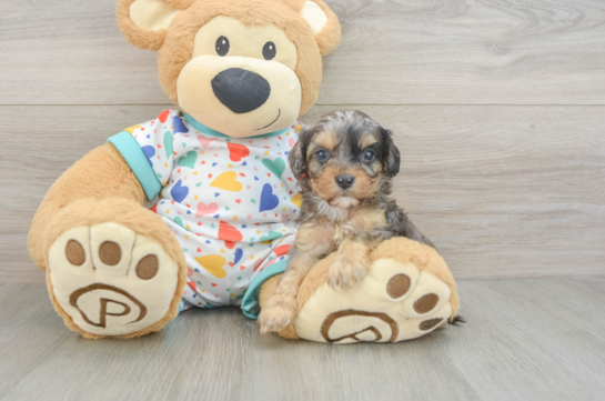 Cavapoo Pup Being Cute