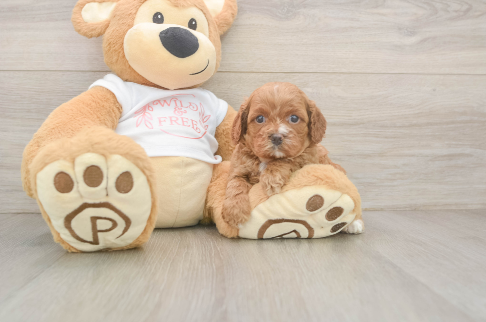 5 week old Cavapoo Puppy For Sale - Pilesgrove Pups