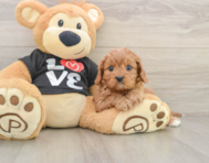 9 week old Cavapoo Puppy For Sale - Pilesgrove Pups