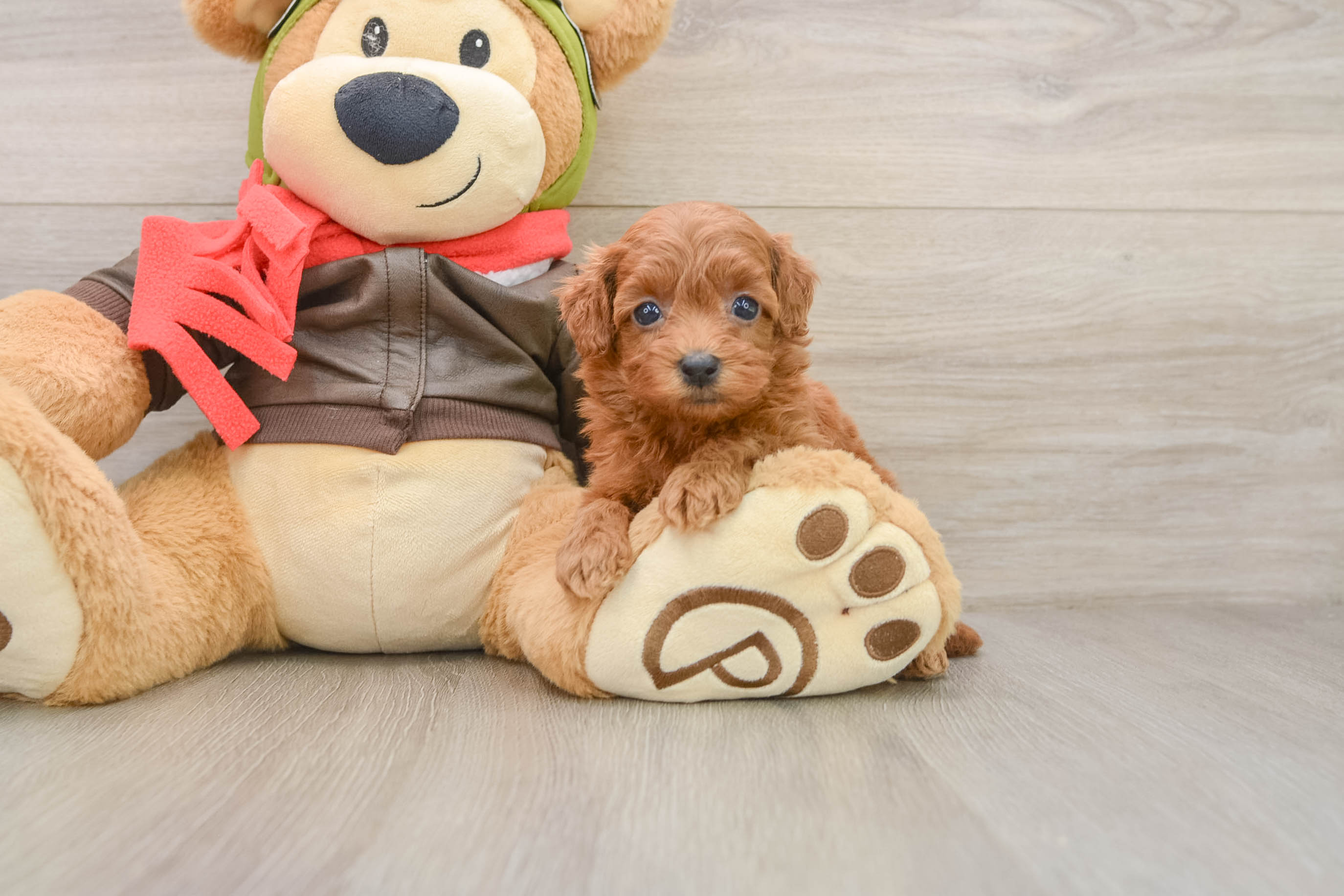 Best Cavapoo Baby
