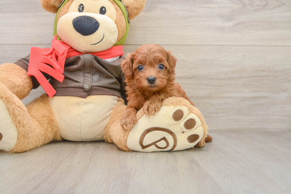 Best Cavapoo Baby