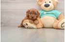 Cavapoo Puppy for Adoption
