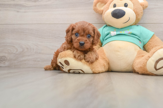 Cavapoo Puppy for Adoption