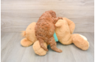 Cavapoo Puppy for Adoption