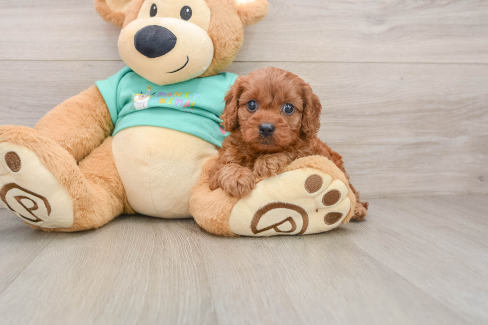 Cavapoo Pup Being Cute