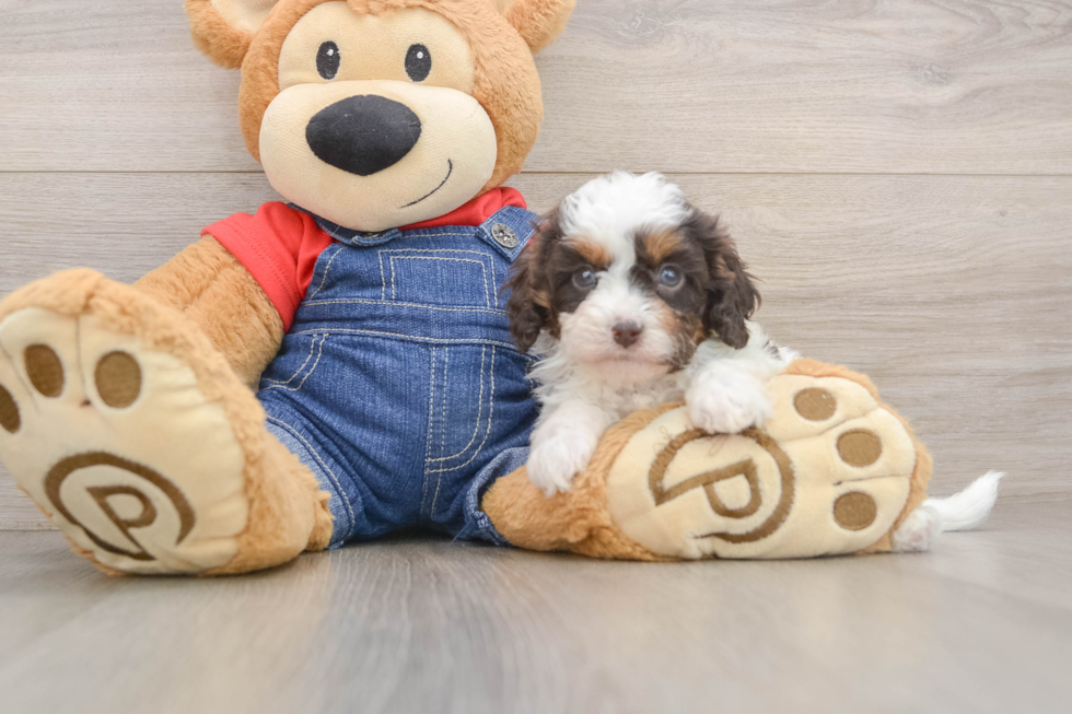 Cavapoo Pup Being Cute