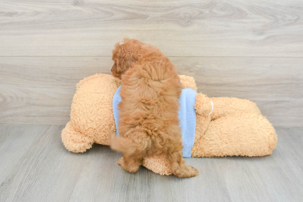 Small Cavapoo Baby