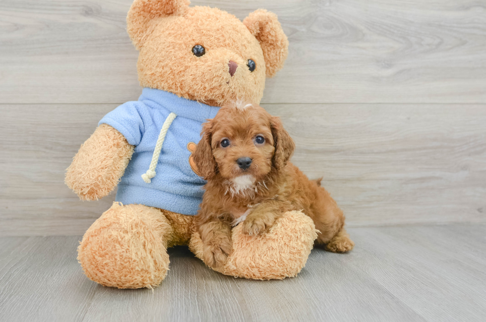 7 week old Cavapoo Puppy For Sale - Pilesgrove Pups