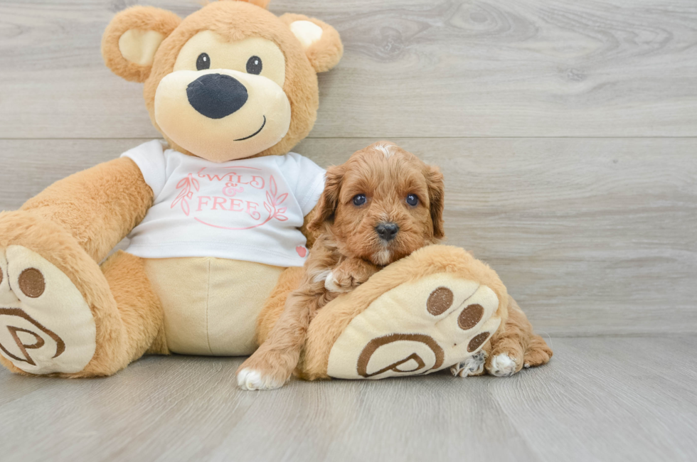 6 week old Cavapoo Puppy For Sale - Pilesgrove Pups