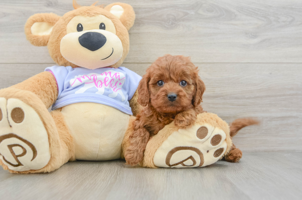 6 week old Cavapoo Puppy For Sale - Pilesgrove Pups