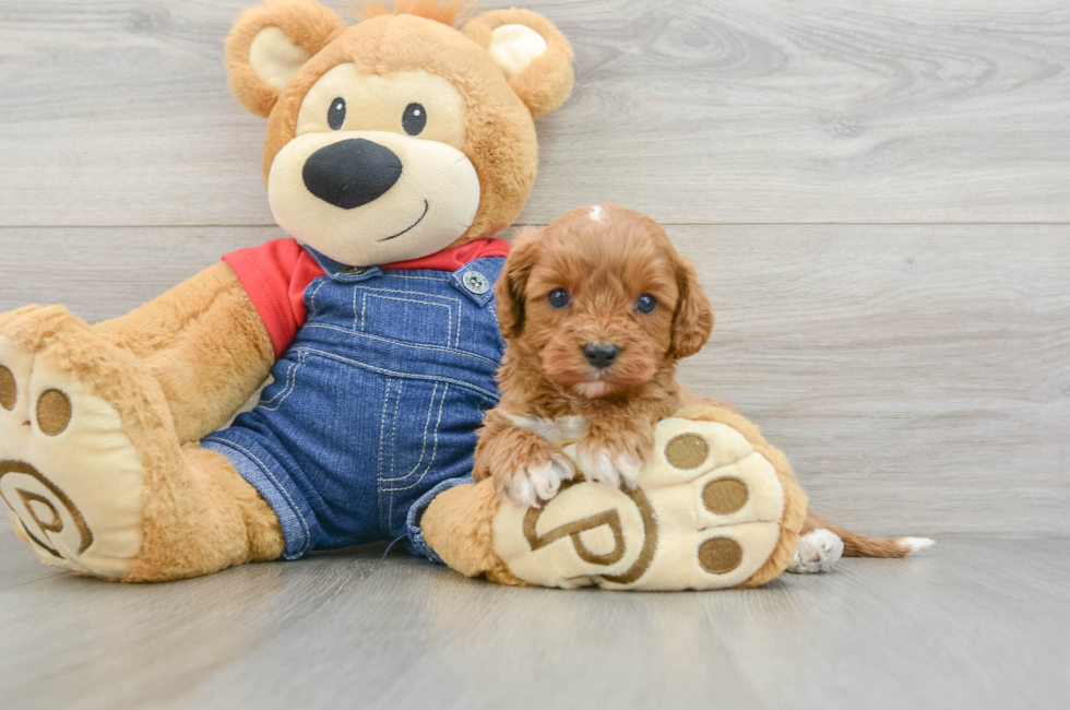 6 week old Cavapoo Puppy For Sale - Pilesgrove Pups