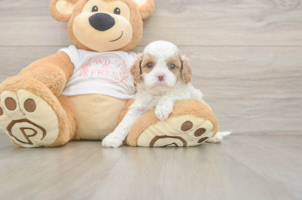 5 week old Cavapoo Puppy For Sale - Pilesgrove Pups