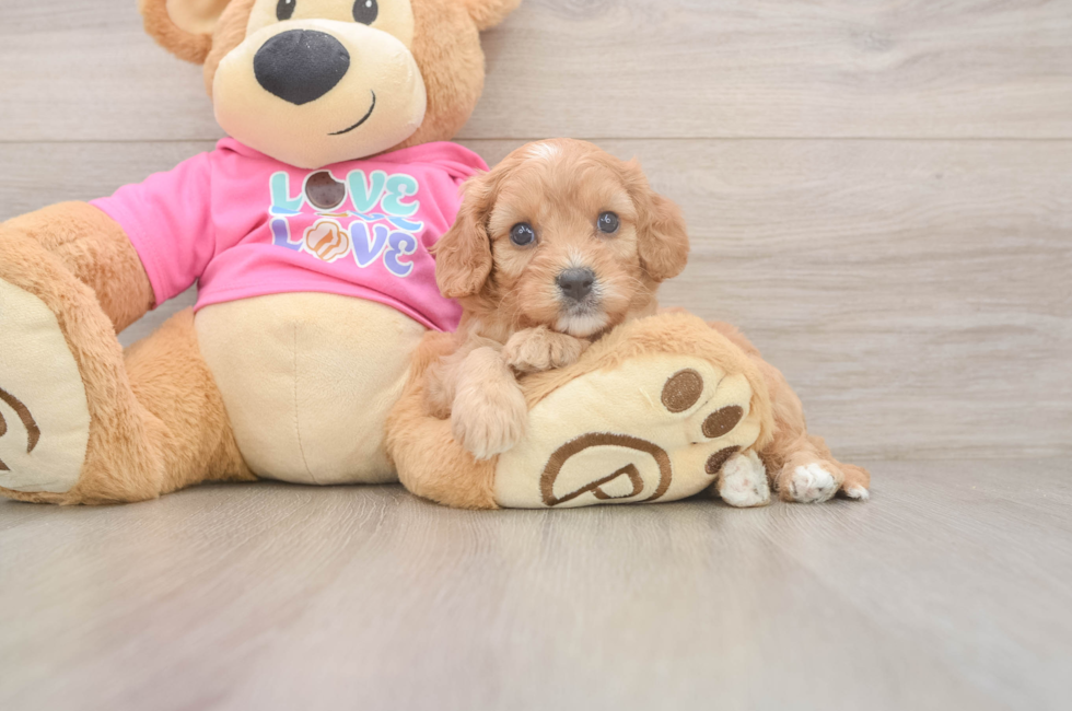 5 week old Cavapoo Puppy For Sale - Pilesgrove Pups