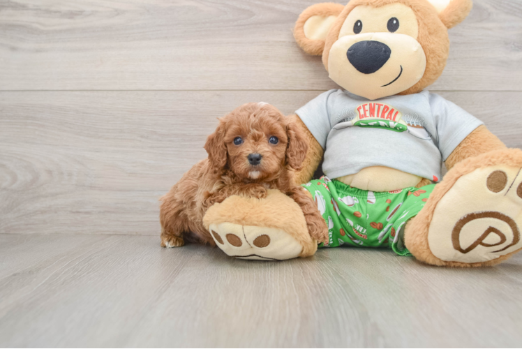 Cavapoo Pup Being Cute