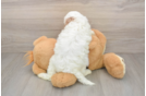Cavapoo Puppy for Adoption