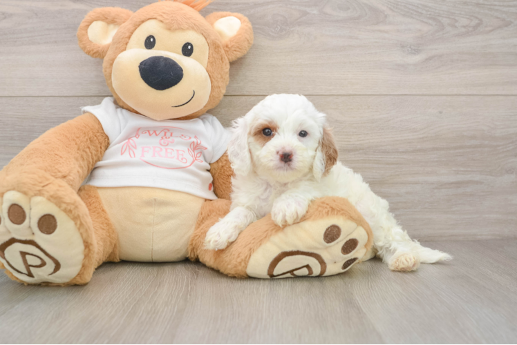Best Cavapoo Baby