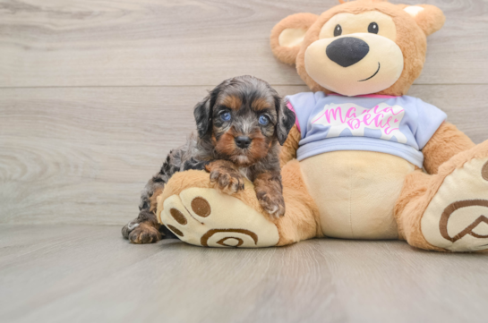 Cavapoo Pup Being Cute