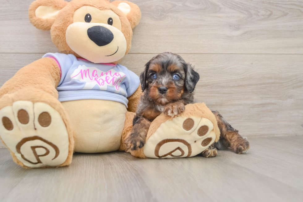 Best Cavapoo Baby