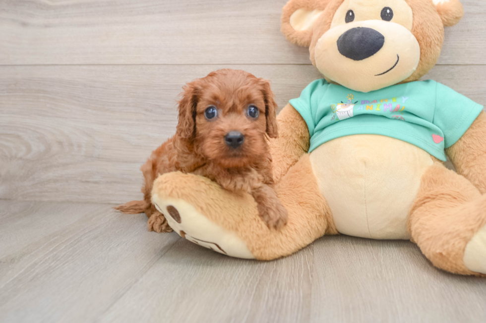 Funny Cavapoo Poodle Mix Pup